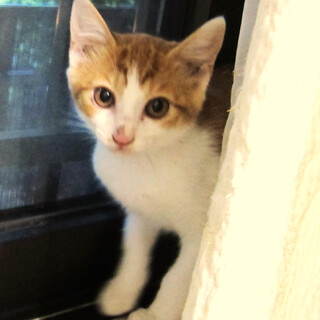 お目目の大きい可愛い茶白くん