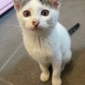 雑種メス少しだけお転婆さん