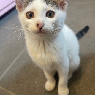 雑種メス少しだけお転婆さん