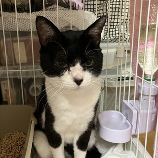 ハチワレハンサムボーイ里親さん募集中！