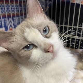 人は大好き！猫は嫌い！気まぐれラグドール。シナモン