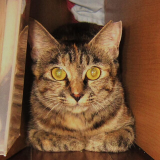 眼の大きなサビちゃん