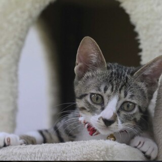 キジシロ子猫　ジャイヴ