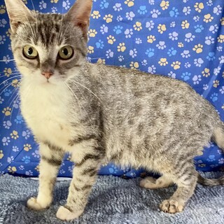 アメショの雷蔵くん