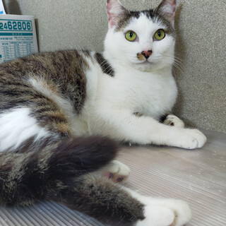 子供を守ってきた強くて優しいママ猫★あけみちゃん