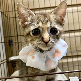 人にも猫にも甘え上手。愛されキャラひまわり2ヶ月