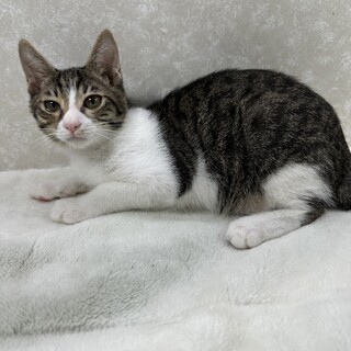 兄者と一緒に譲渡会見学！色んな人と交流会❤ジン