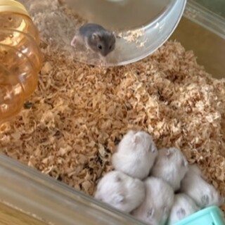 ハムスター赤ちゃん7匹、3ヶ月1匹