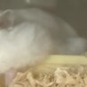ハムスター赤ちゃん7匹、3ヶ月1匹 サムネイル2