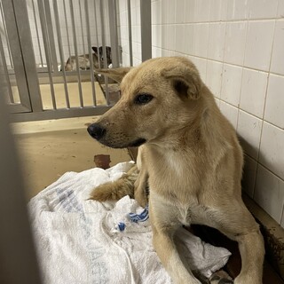 殺処分対象です！期限が22日火曜日まで。