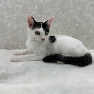 人も好き猫も好き食べる事が大好き❤ナムル