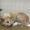 殺処分対象です！期限23日水曜日まで！ サムネイル2