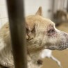 殺処分対象です！期限23日水曜日まで！ サムネイル6