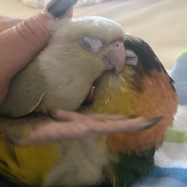 りこぴんぽんのカバー写真