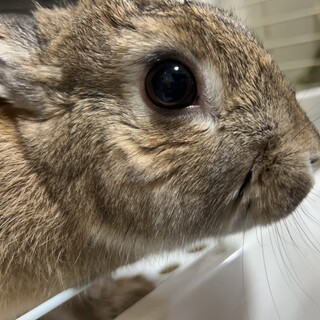 ネザーランドドワーフ ♂︎