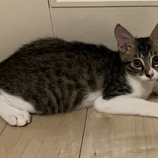 保護したかわいい子猫