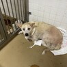 殺処分対象です！期限23日水曜日まで！ サムネイル5