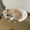 殺処分対象です！期限23日水曜日まで！ サムネイル7