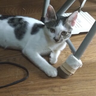 【里親さん募集】メス推定3ヶ月