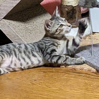 元気いっぱいキジトラちゃん