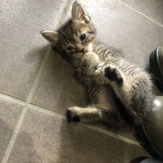 カリカリ食べられる甘えん坊のキジトラちびっこ１か月