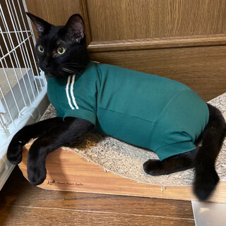 【8/20譲渡会】ハンデはスペシャルな印♬ハルくん