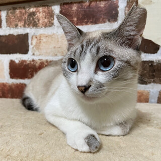 【8/20譲渡会】シロちゃん