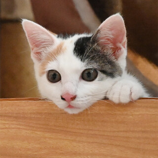 生後3ヶ月くらいの白三毛ちゃん