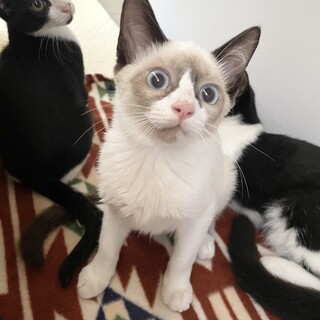 急募！とても性格が良い子です！家族になって下さい