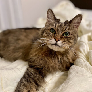 【8/20譲渡会】シニアっ子は愛しい♡ちよちゃん