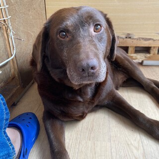 チョコラブの女の子☆ベリーちゃん