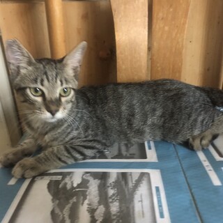 穏やかで優しい性格アメショ風お顔キジトラ君五か月