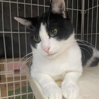 人馴れ抜群　佐藤くん