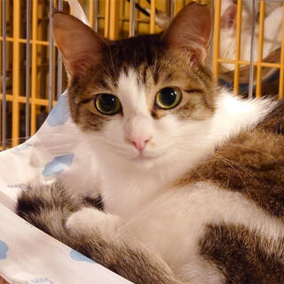 美猫だなぁ～キジ白ちゃん(*^^*)