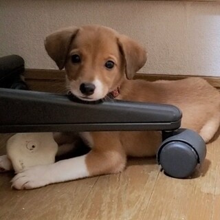 超絶ラブリーな三兄妹【レスカちゃん】2ヶ月