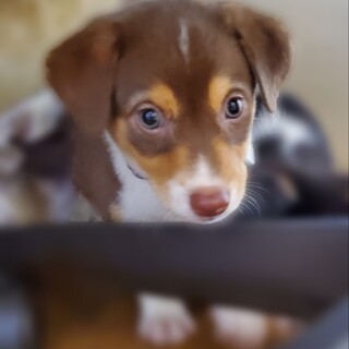 超絶ラブリーな三兄妹【ラムネ君】2ヶ月