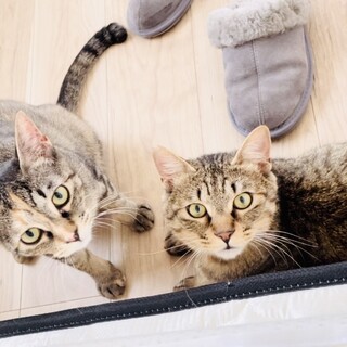 個性それぞれ。キジトラ仲良し兄妹！！【大阪市】