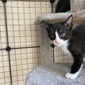 里親探してます
