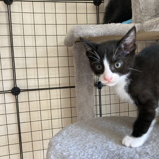 里親探してます