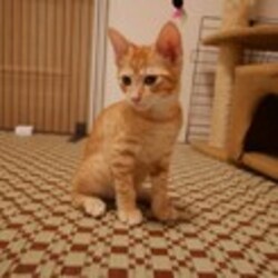 つくば（研究学園）猫の里親会