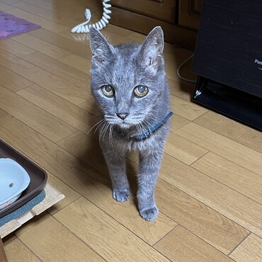 吐き癖 抑えて４ヶ月、体重は3.1k超えて…そろそろ体重も抑えないと(^_^;)