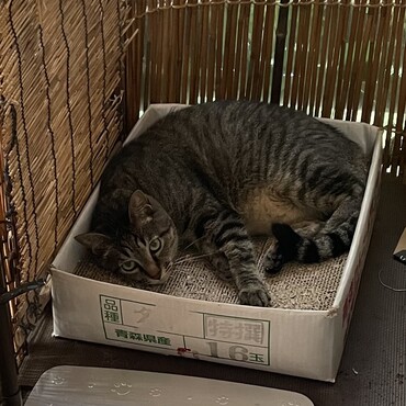 毎日、猫デッキに畑の雑草を詰め込み爪研ぎでくつろぐテン