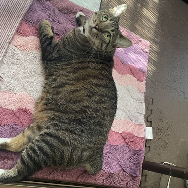自動給餌器にしてから太り気味のヒョウ…垂直ジャンプができません(ﾟoﾟ;;