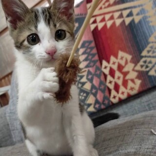 幸せになってね！小豆島の保護猫おだしくん