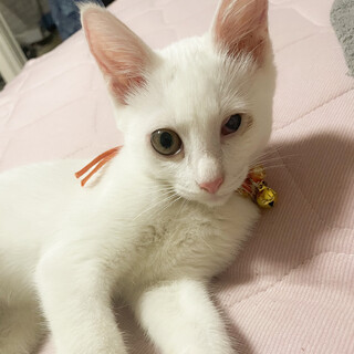 募集停止いつも一緒がいい白猫⭐️ルナ