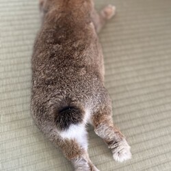 チロは男の子です！