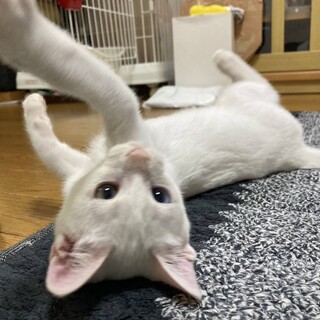雑種の子猫です。4ヶ月です。