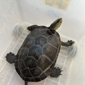 カメ2匹の引き取ってくださる方を探してます。