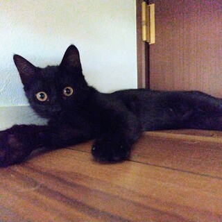 ひとりぼっちの迷い猫6ヶ月♂