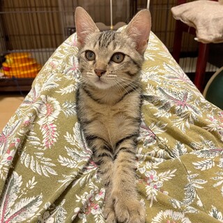 お目めクリクリ おっとり キジ猫ちゃん